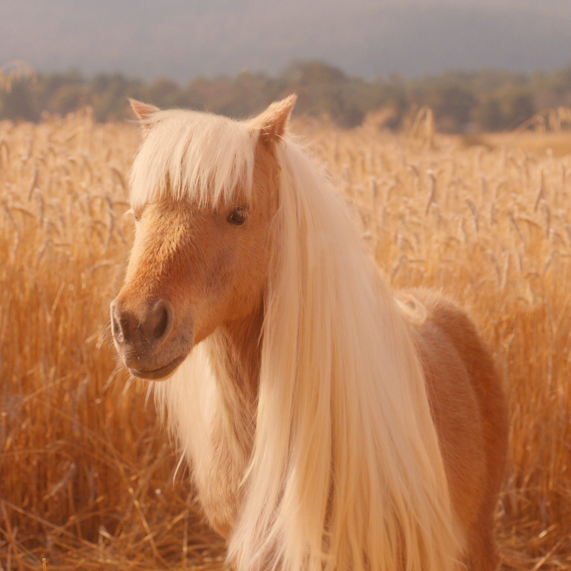 halo-glow-liquid-filter-n7 pony_pdp_2_e2011e9a-b9dd-4967-9b0f-b2fb03df5f80.jpg